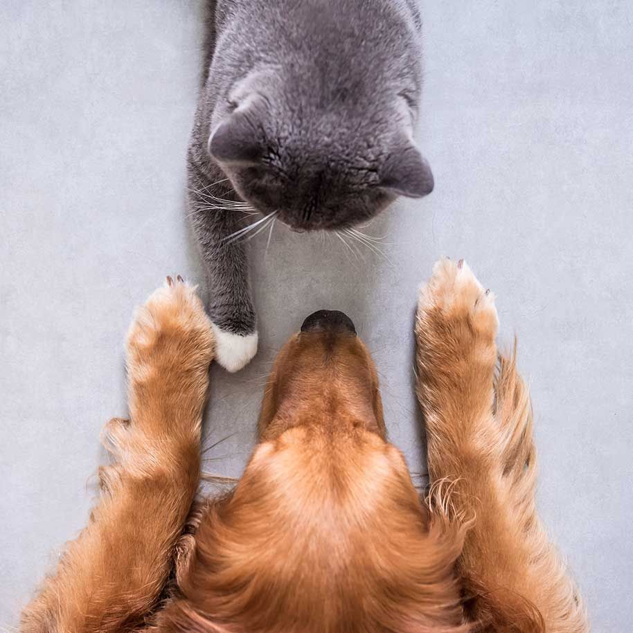 vaccinations for your dogs cats