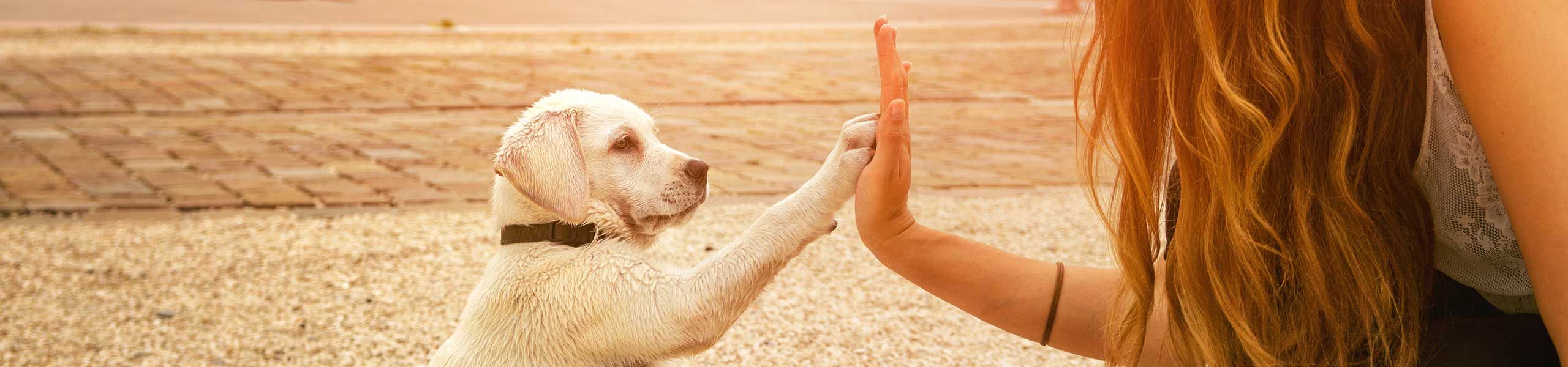 vaccinations for your dogs cats